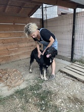 SHADOW, Hund, Mischlingshund in Rumänien - Bild 28