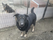 SHADOW, Hund, Mischlingshund in Rumänien - Bild 3