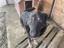 SHADOW, Hund, Mischlingshund in Rumänien - Bild 4