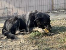 SHADOW, Hund, Mischlingshund in Rumänien - Bild 7