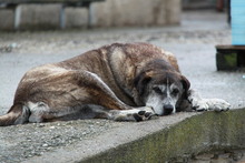 LOU, Hund, Mischlingshund in Griechenland - Bild 1