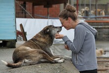 LOU, Hund, Mischlingshund in Griechenland - Bild 2