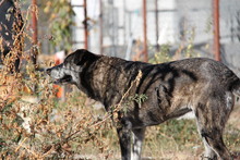 LOU, Hund, Mischlingshund in Griechenland - Bild 6