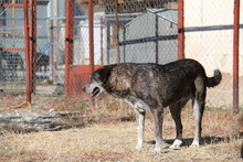 LOU, Hund, Mischlingshund in Griechenland - Bild 7