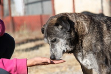 LOU, Hund, Mischlingshund in Griechenland - Bild 8