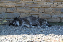 LOU, Hund, Mischlingshund in Griechenland - Bild 9