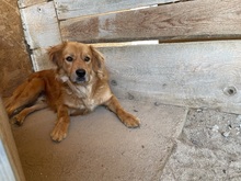 TEDDY, Hund, Mischlingshund in Rumänien - Bild 13