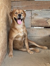 TEDDY, Hund, Mischlingshund in Rumänien - Bild 24