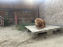 TEDDY, Hund, Mischlingshund in Rumänien - Bild 3