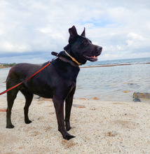 NAOMI, Hund, Mischlingshund in Griechenland - Bild 4