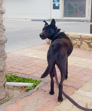 NAOMI, Hund, Mischlingshund in Griechenland - Bild 5