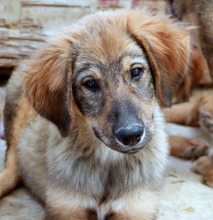 GOETHE, Hund, Mischlingshund in Lehrte