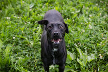 EBBY, Hund, Mischlingshund in Kroatien - Bild 2