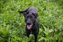 EBBY, Hund, Mischlingshund in Kroatien - Bild 3