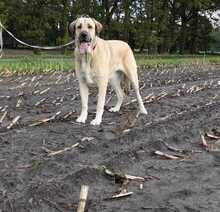 KALI, Hund, Mastin Español in Fürstenau - Bild 1