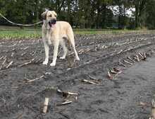 KALI, Hund, Mastin Español in Fürstenau - Bild 3