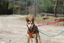 ZORRO, Hund, Podenco in Spanien - Bild 10