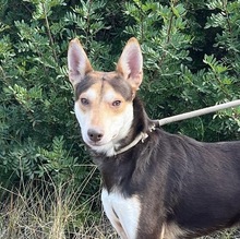 ZORRO, Hund, Podenco in Spanien - Bild 11