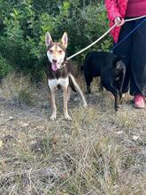 ZORRO, Hund, Podenco in Spanien - Bild 12