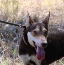 ZORRO, Hund, Podenco in Spanien - Bild 13