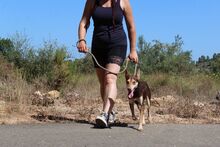 ZORRO, Hund, Podenco in Spanien - Bild 14