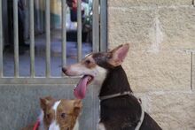 ZORRO, Hund, Podenco in Spanien - Bild 15