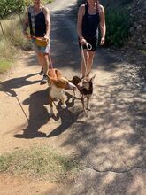 ZORRO, Hund, Podenco in Spanien - Bild 17