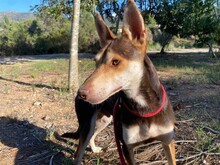 ZORRO, Hund, Podenco in Spanien - Bild 3