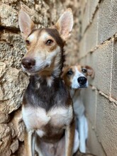 ZORRO, Hund, Podenco in Spanien - Bild 4