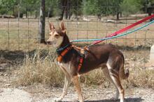 ZORRO, Hund, Podenco in Spanien - Bild 6