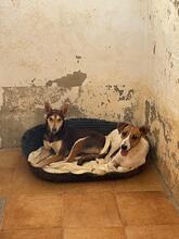 ZORRO, Hund, Podenco in Spanien - Bild 8