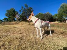 CANELA, Hund, Podenco in Spanien - Bild 10