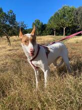 CANELA, Hund, Podenco in Spanien - Bild 11