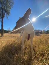 CANELA, Hund, Podenco in Spanien - Bild 12