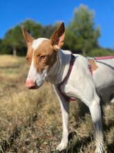 CANELA, Hund, Podenco in Spanien - Bild 13