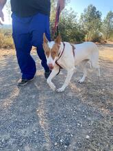 CANELA, Hund, Podenco in Spanien - Bild 14