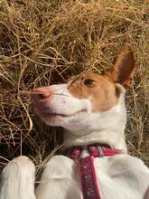 CANELA, Hund, Podenco in Spanien - Bild 15