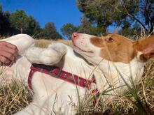 CANELA, Hund, Podenco in Spanien - Bild 17