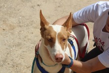 CANELA, Hund, Podenco in Spanien - Bild 2