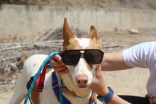 CANELA, Hund, Podenco in Spanien - Bild 3