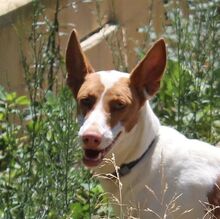 CANELA, Hund, Podenco in Spanien - Bild 4