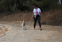 CANELA, Hund, Podenco in Spanien - Bild 5