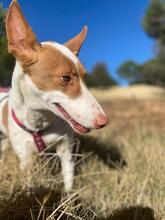 CANELA, Hund, Podenco in Spanien - Bild 7