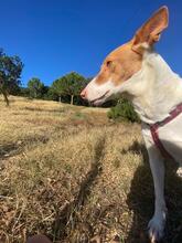 CANELA, Hund, Podenco in Spanien - Bild 8