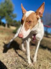 CANELA, Hund, Podenco in Spanien - Bild 9