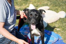 ÖSZ, Hund, Mischlingshund in Ungarn - Bild 1