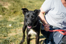 ÖSZ, Hund, Mischlingshund in Ungarn - Bild 2