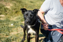 ÖSZ, Hund, Mischlingshund in Ungarn - Bild 3