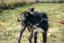 ÖSZ, Hund, Mischlingshund in Ungarn - Bild 4