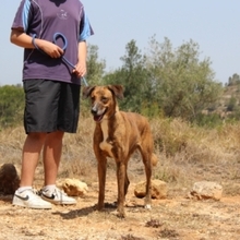 VENUS, Hund, Mischlingshund in Emmendingen - Bild 3